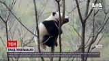 Новости мира: за последние годы количество панд в дикой природе Поднебесной выросла до почти 2 тысяч