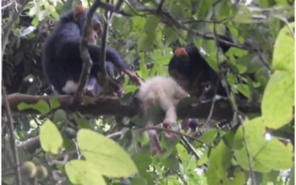Кусали пальцы, ноги и голову: в Уганде взрослые шимпанзе жестко забили редкого детеныш-альбиноса