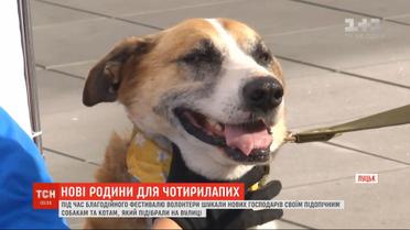 На луцком фестивале "Мокрые носики" снова искали хозяев для бездомных животных