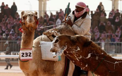 В Саудовской Аравии на верблюжем конкурсе красоты участников дисквалифицировали за инъекции ботокса