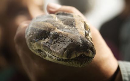 Что делать, если укусила змея — советы специалистов