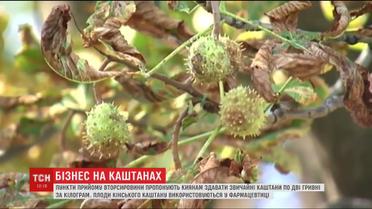 Как сдать киевские каштаны и заработать