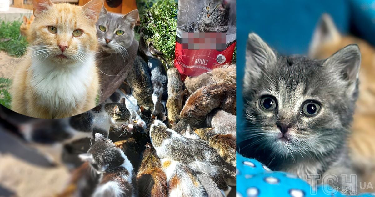 Котиков нечем кормить