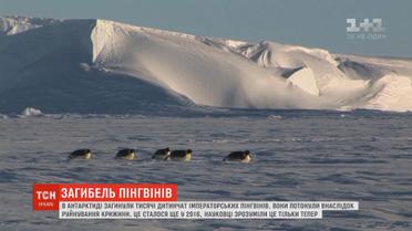 Тисячі дитинчат імператорських пінгвінів загинули внаслідок руйнування крижини