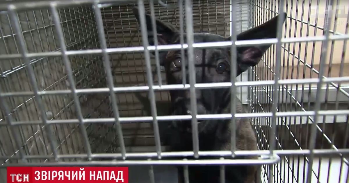 У столиці на набережній вівчарка накинулася на няню з 2-річною дитиною