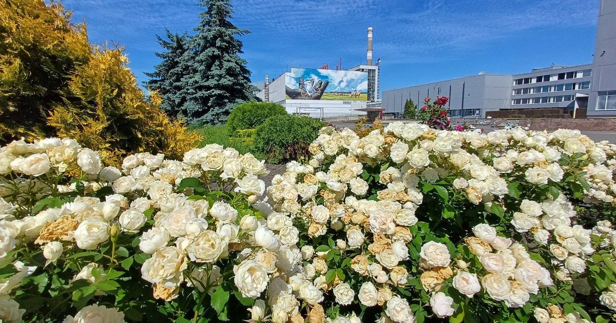 Квіти на території Чорнобильської АЕС