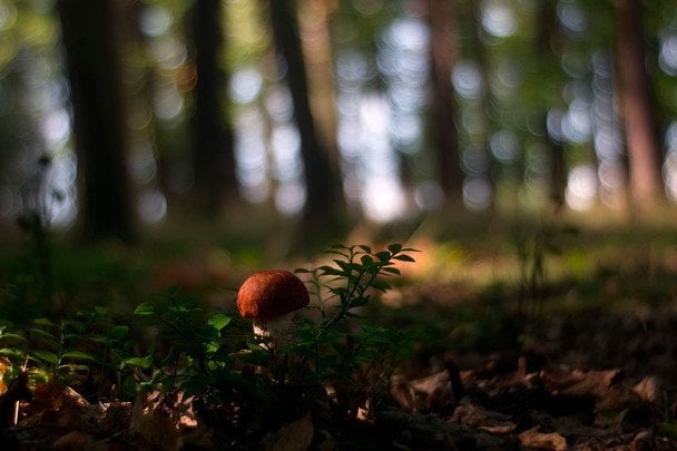 3 жовтня Всесвітній день грибників / © pexels.com