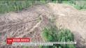 Мораторий на вырубку первобытного леса спровоцировал лесорубов срезать побольше уникальных деревьев