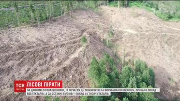 Мораторий на вырубку первобытного леса спровоцировал лесорубов срезать побольше уникальных деревьев