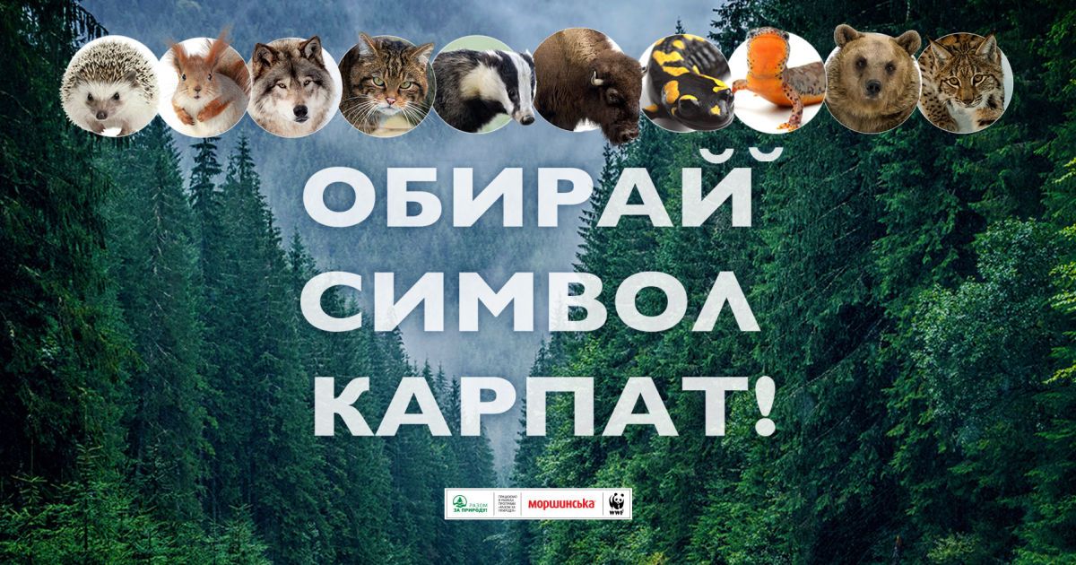 Борсук проти зубра: в Україні розпочинається голосування за символ Карпат