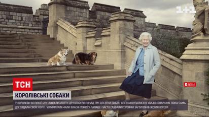 Дружба продолжительностью в жизнь: что будет с корги королевы Елизаветы II