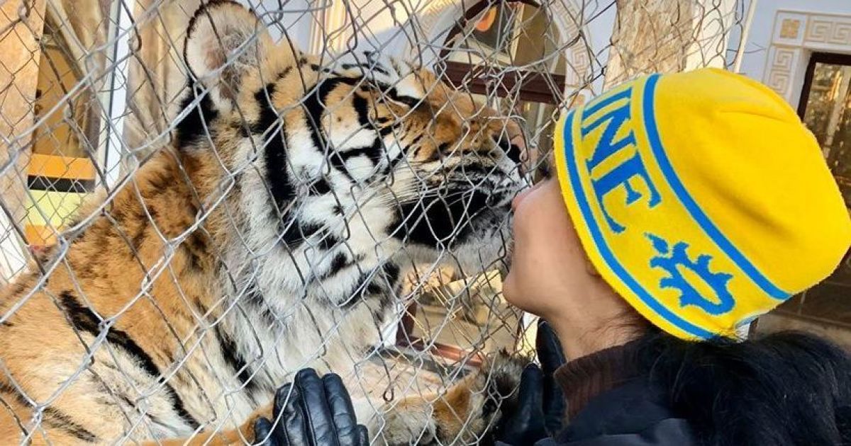 Покинутим під Києвом тиграм знайшли нові будинки