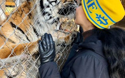 Брошенным под Киевом тиграм нашли новые дома