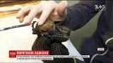Запорожские найдёныши: четыре сотни летучих мышей доставили в Харьков