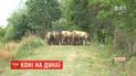 Украинские экологи поселили табун диких лошадей на необитаемом острове