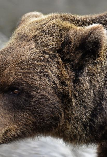 Голіруч проти ведмедя: як чоловік рятував собаку від хижака (фото)