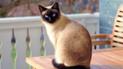 Як відучити кота від стола