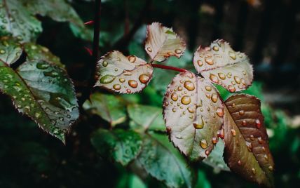 Учені з'ясували, чому запах землі після дощу є таким привабливим для людей