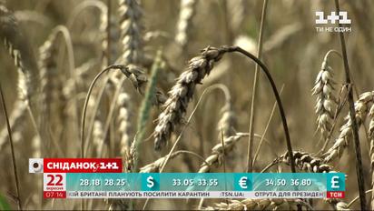 Производство агропродукции сократилось на 10 % – экономические новости