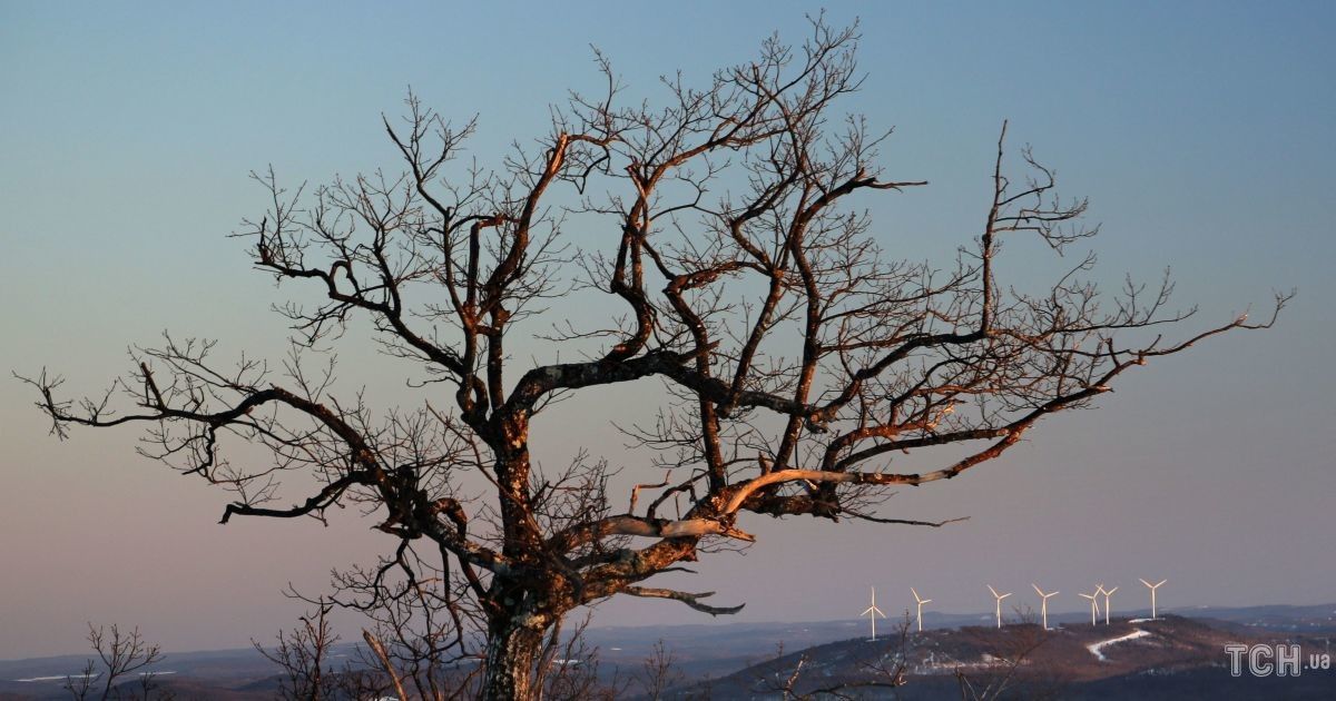 Древо познания - символ дня