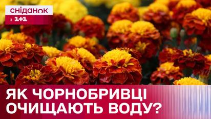 Чорнобривці очищають водойми! Які квіти допомагають навколишньому середовищу?