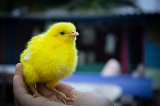Біоінженери вивели курчат із повністю штучних яєць, надрукованих на 3D-принтері