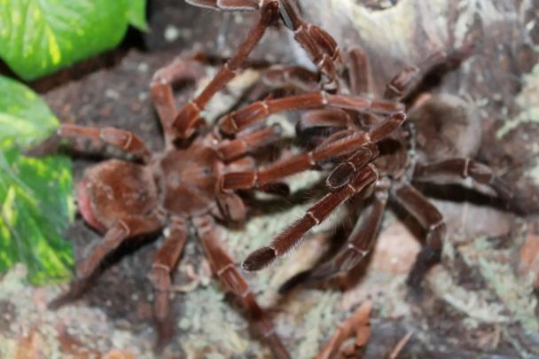 Чоловік зібрав колекцію понад 700 тарантулів / © SWNS