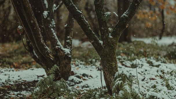 20 жовтня випав перший сніг — чекайте на ранню і люту зиму / © unsplash.com