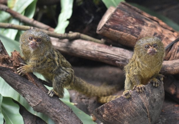 Piqme marmoset / © Getty Images