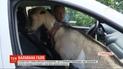 Звезда инстаграма: тернопольская коза Галя катается с хозяином на джипе