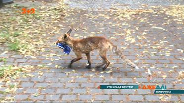 В экологическом районе Берлина местные поймали лису на краже обуви