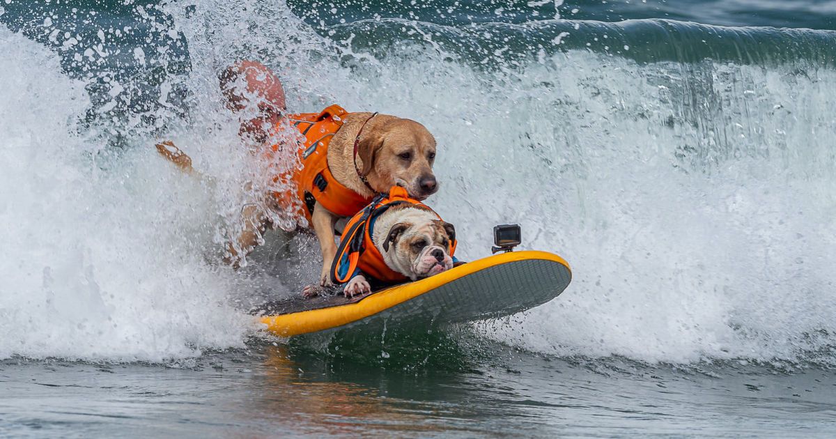 Фото: World Dog Surfing Championships