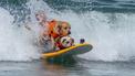Фото: World Dog Surfing Championships