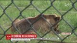 У притулку для ведмедів реабілітують тварин, яких врятували від знущань колишніх власників
