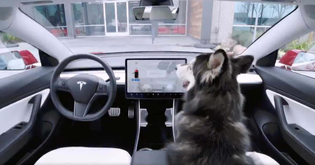 Электрокары Tesla получили важное для владельцев животных обновление
