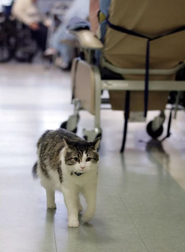 Кот Оскар / © Associated Press