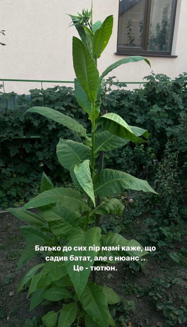 Леся Никитюк показала осень / © instagram.com/lesia_nikituk