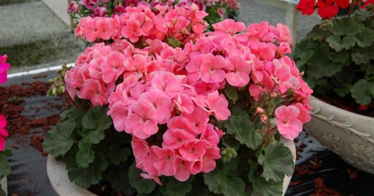 Догляд за геранью