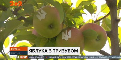 У Вінницькій області фермери виростили яблука, на яких зображені національні символи