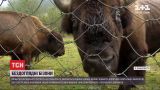 В лесхозе на Прикарпатье требуют лечения бесхозные бизоны