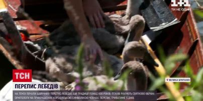 Новости мира: в Британии началась ежегодная перепись королевских лебедей