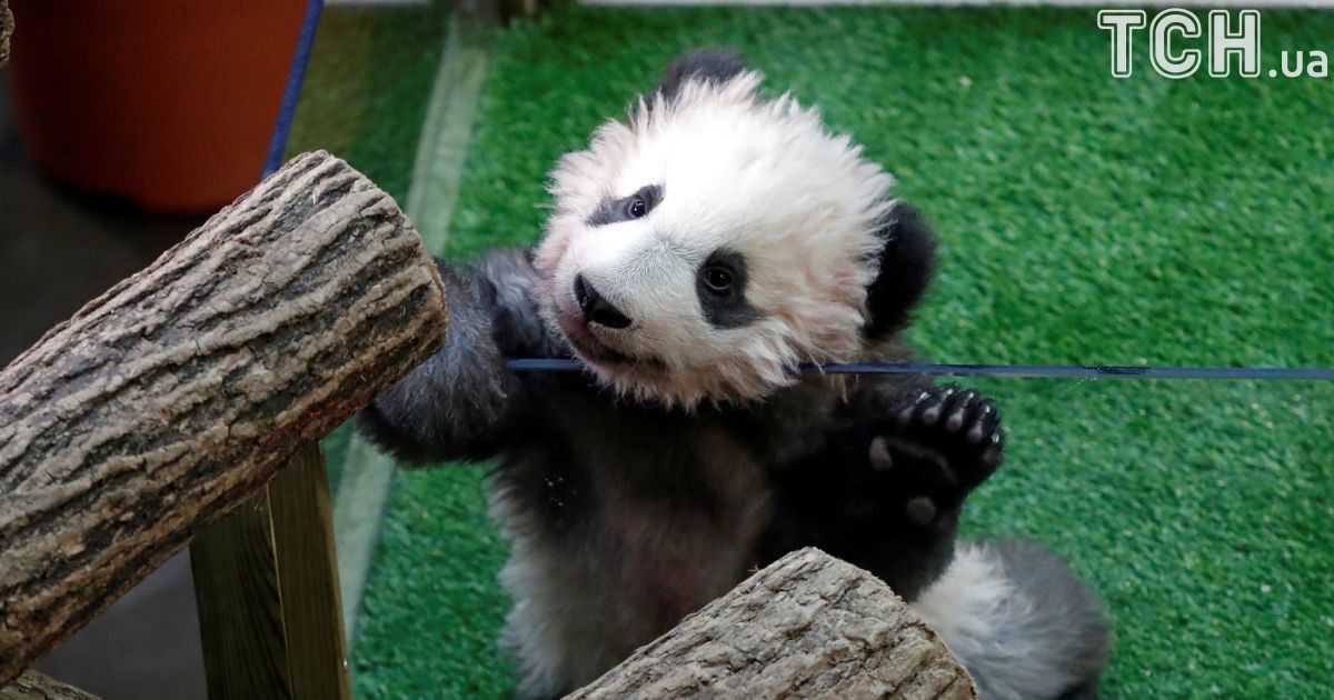 Иллюстрация.