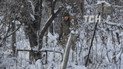 Украинские военные открестились от обстрела авто с российским депутатом под Донецком