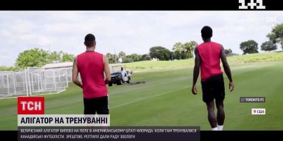 Новости мира: в США аллигатор выполз на футбольное поле во время тренировки спортсменов