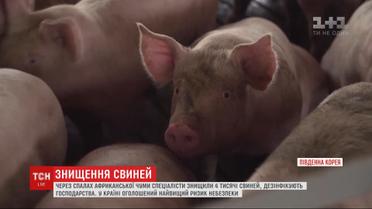 Массовое уничтожение свиней из-за африканской чумы происходит в Южной Корее