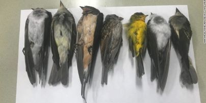 У штаті Нью-Мексико загадково померли сотні тисяч перелітних птахів