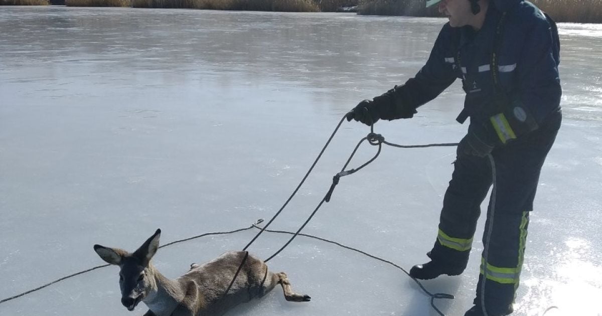 На Донеччині рятувальники допомогли пораненій косулі, яка застрягла на кризі