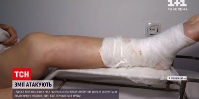 Новини України: в Рівненській області жінку вкусила гадюка в лісі