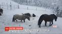 Снігові забави: на фермі в австрійському селищі коні радісно зустріли зимову погоду