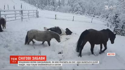 Снігові забави: на фермі в австрійському селищі коні радісно зустріли зимову погоду